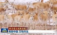 新思想引领新征程丨美丽中国 万物共生