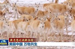 新思想引领新征程丨美丽中国 万物共生