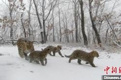 东北虎豹国家公园再现“四豹同框”